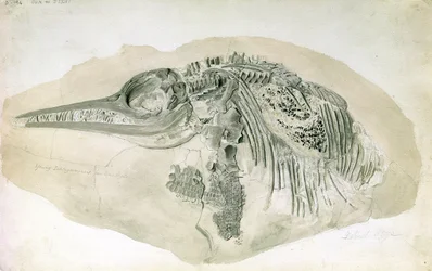 Junger Ichthyosaurus aus Lyme Regis